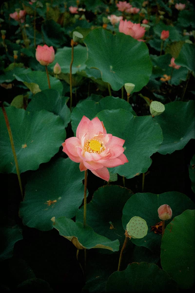 Pink lotus flowers and green leaves in a tranquil pond.