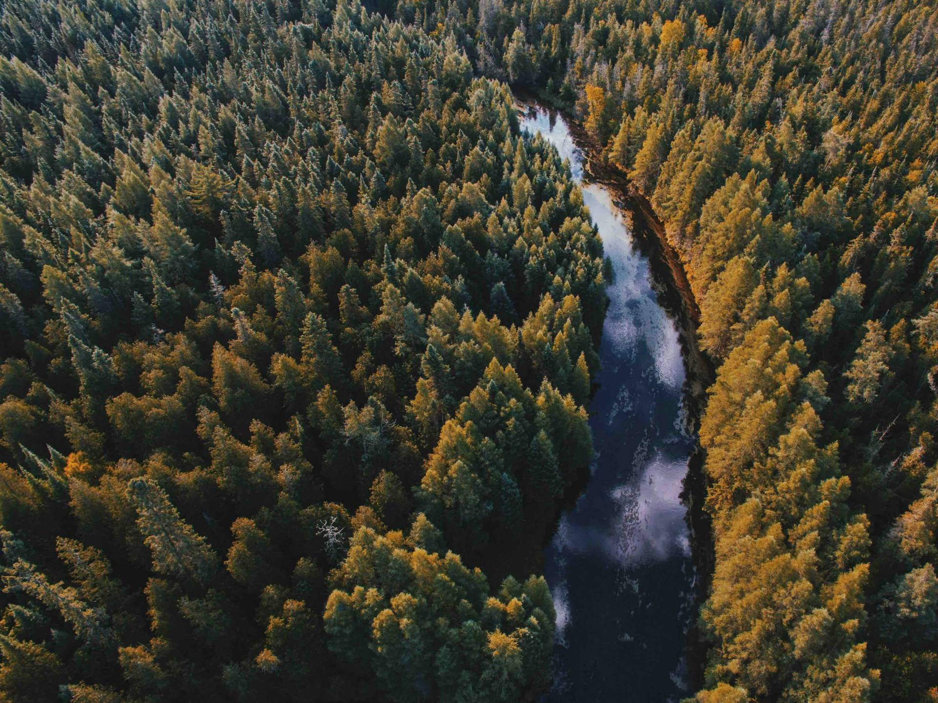 A serene, top-down view of a river cutting through a vibrant forest with changing seasonal colors.