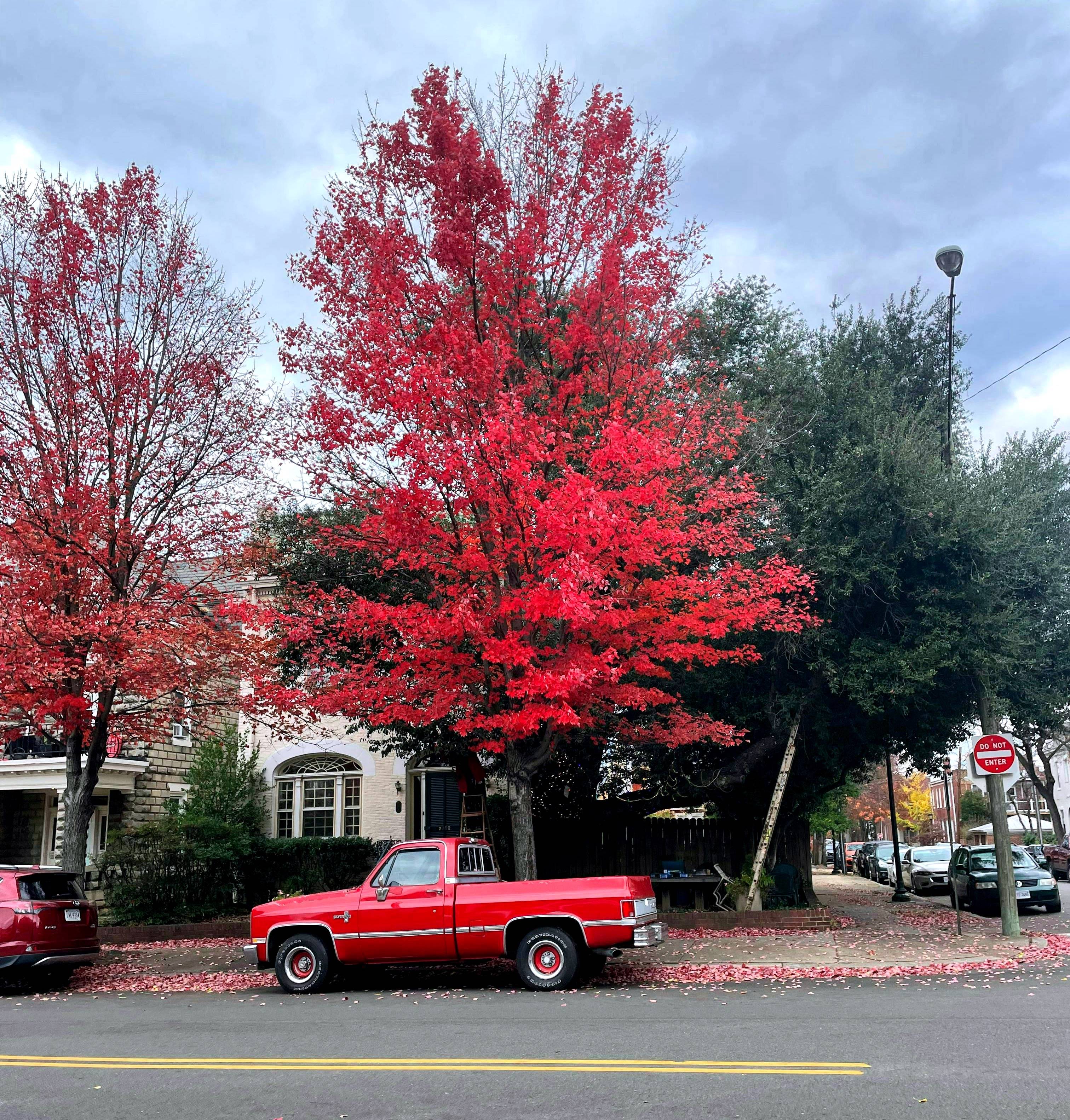 Red truck under a bright red fall tree