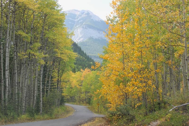 A winding road through a forest of yellow aspen trees toward a mountain