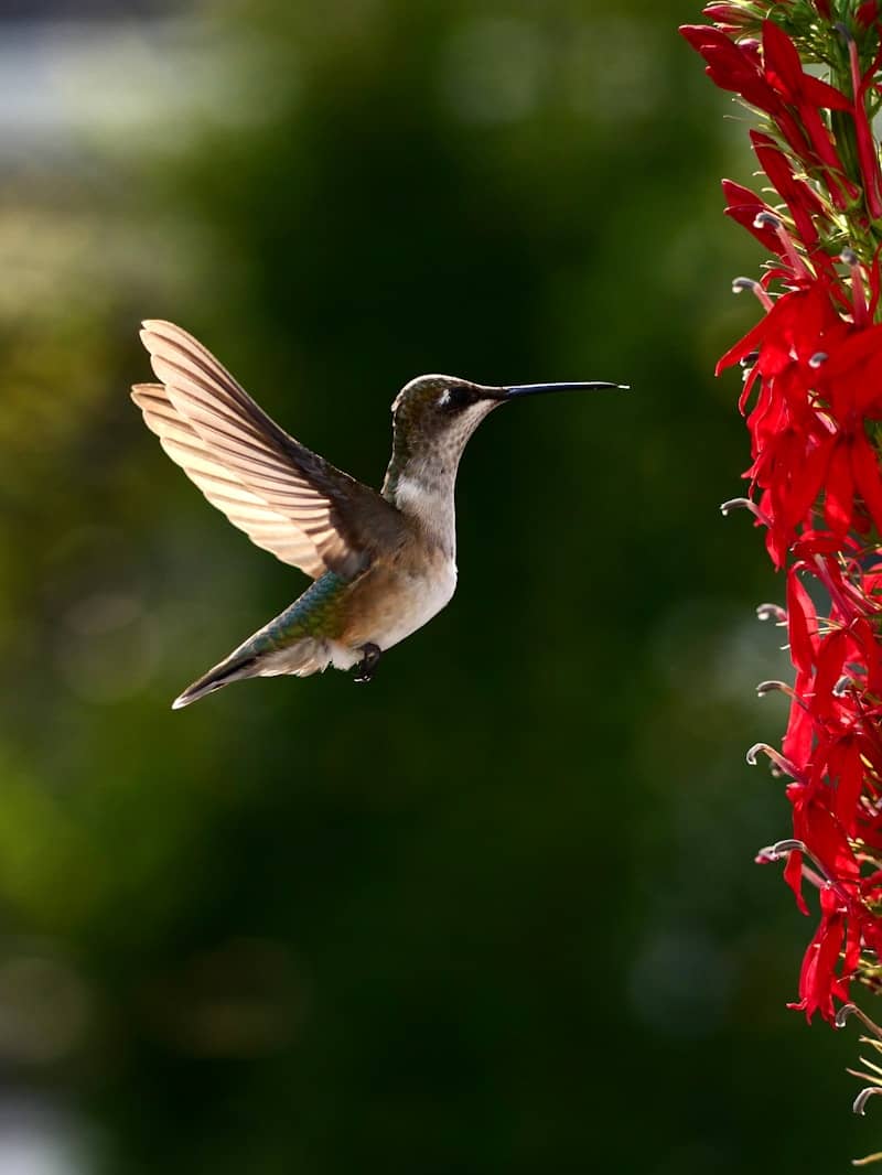 A hummingbird hovers near vibrant red flowers.