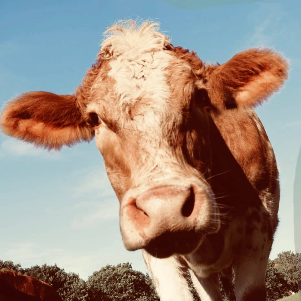romantic cow