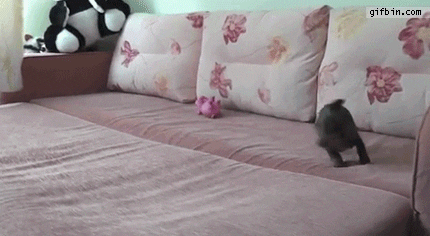 Dog Running In Circles