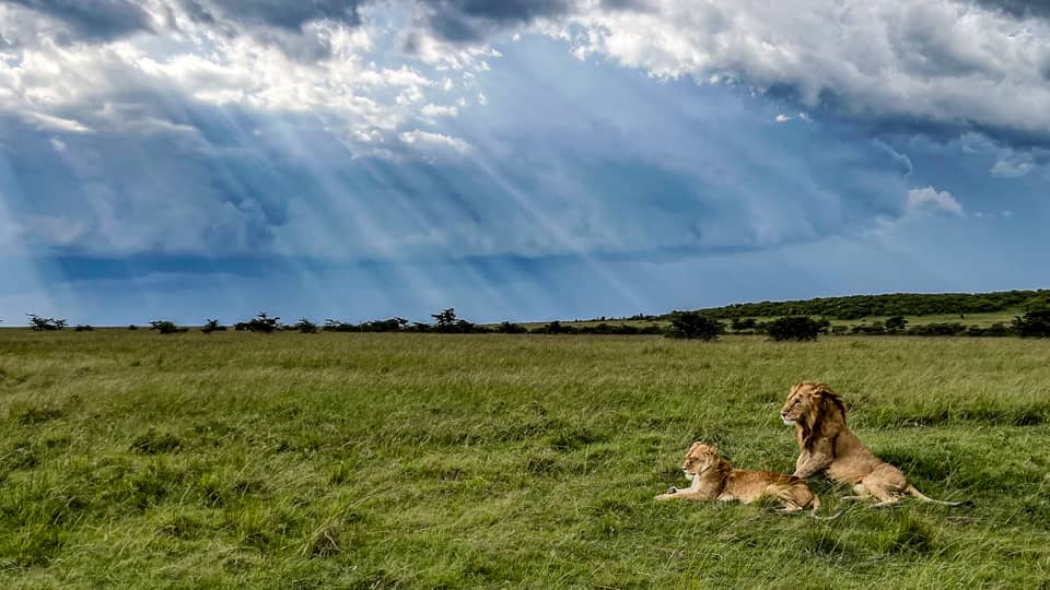 iPhone photo of lions in Kenya