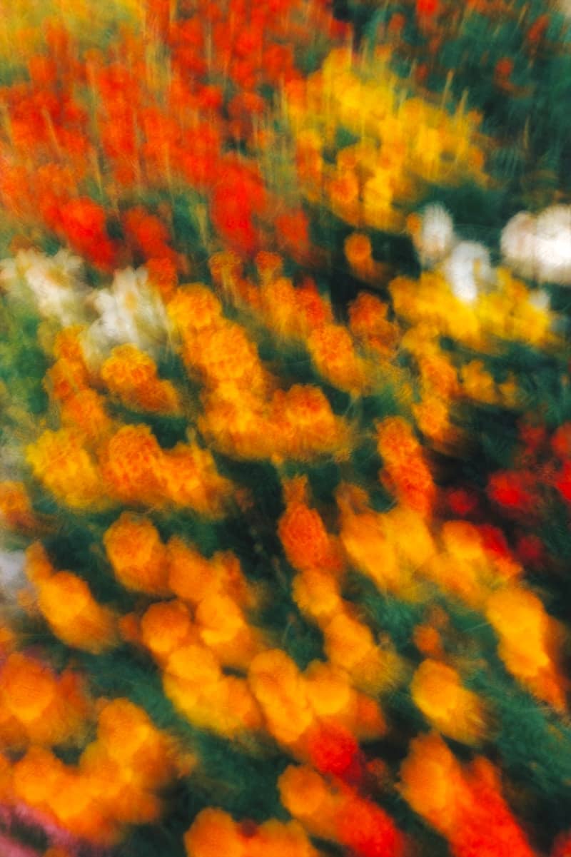 Abstract motion blur of red, orange, and yellow flowers in a garden