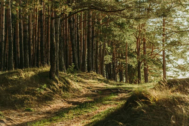 i love forests