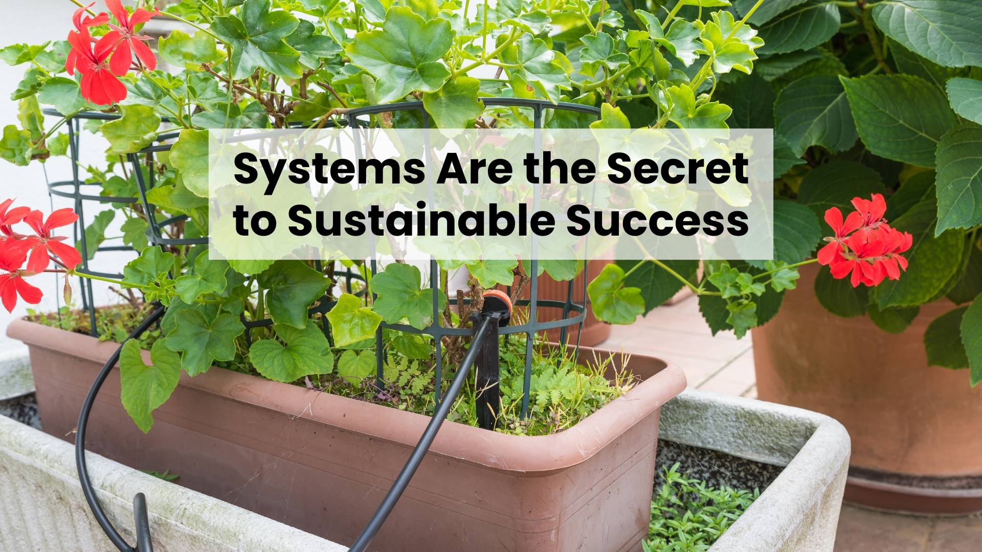 Systems Are the Secret to Sustainable WFH Success - potted plant with support cage and drip irrigation