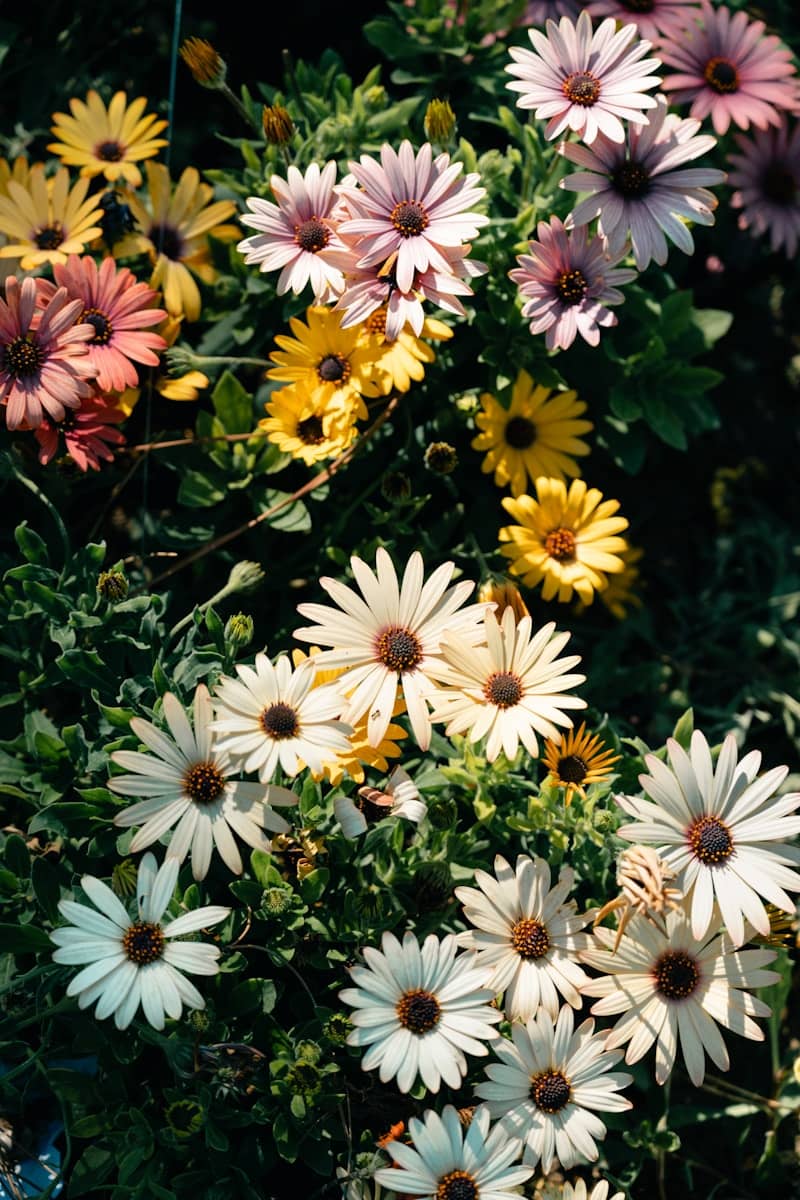 Colorful daisies bloom brightly in a garden.
