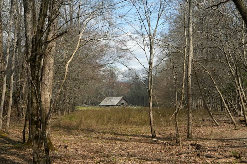 A rustic cabin nestled in a bare forest clearing