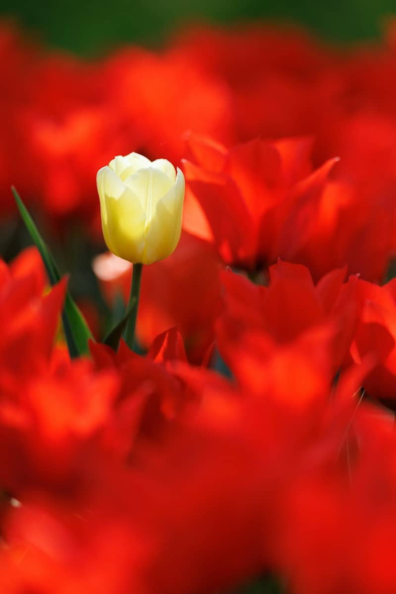 A single yellow tulip stands out among red tulips