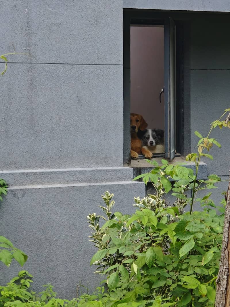 Two dogs peek curiously from a window.