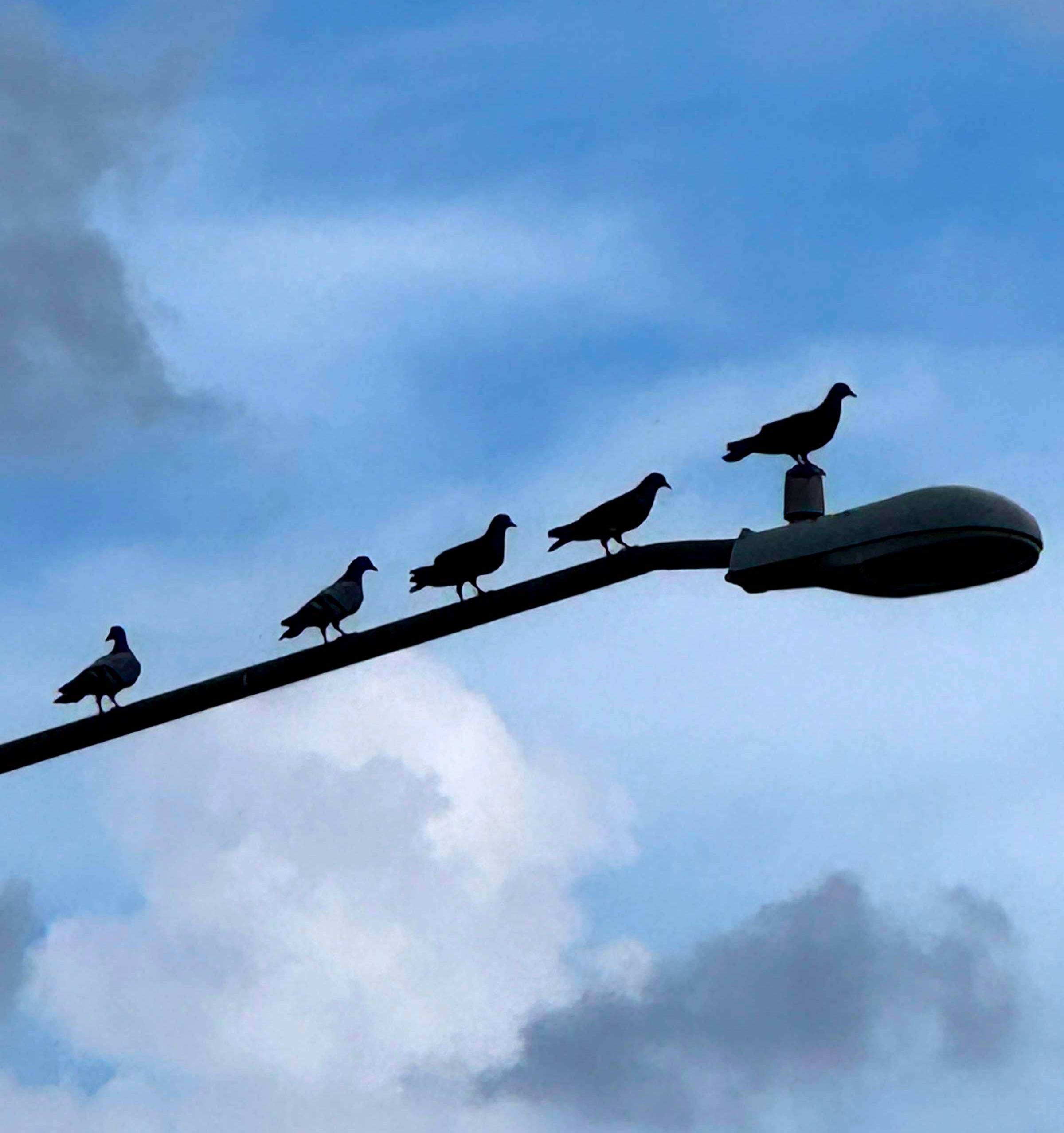 A line of Rock Pigeons perched along a streetlight against a blue, cloud-filled sky