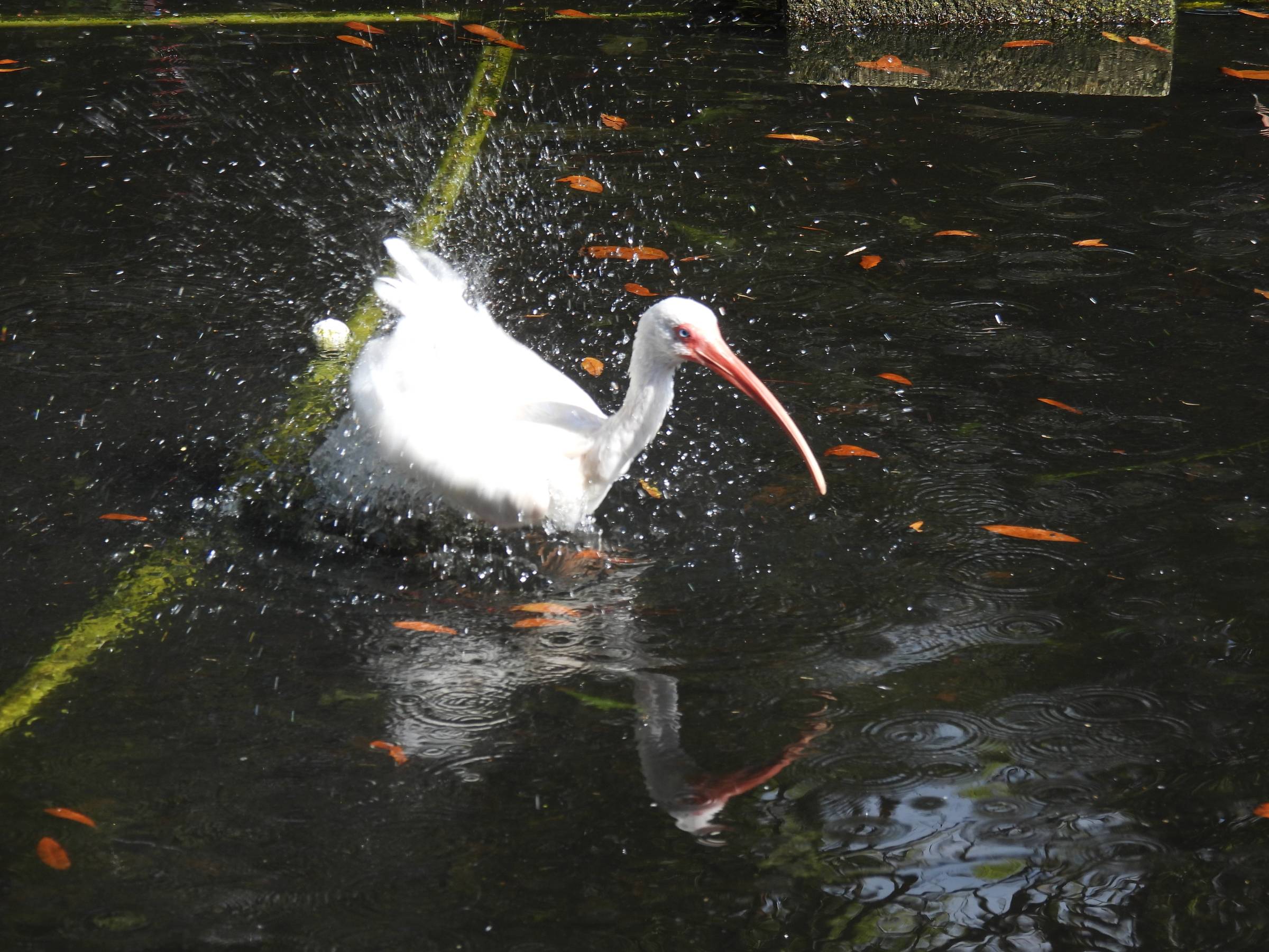 White ibis splashing water with its wings in a shallow park pond