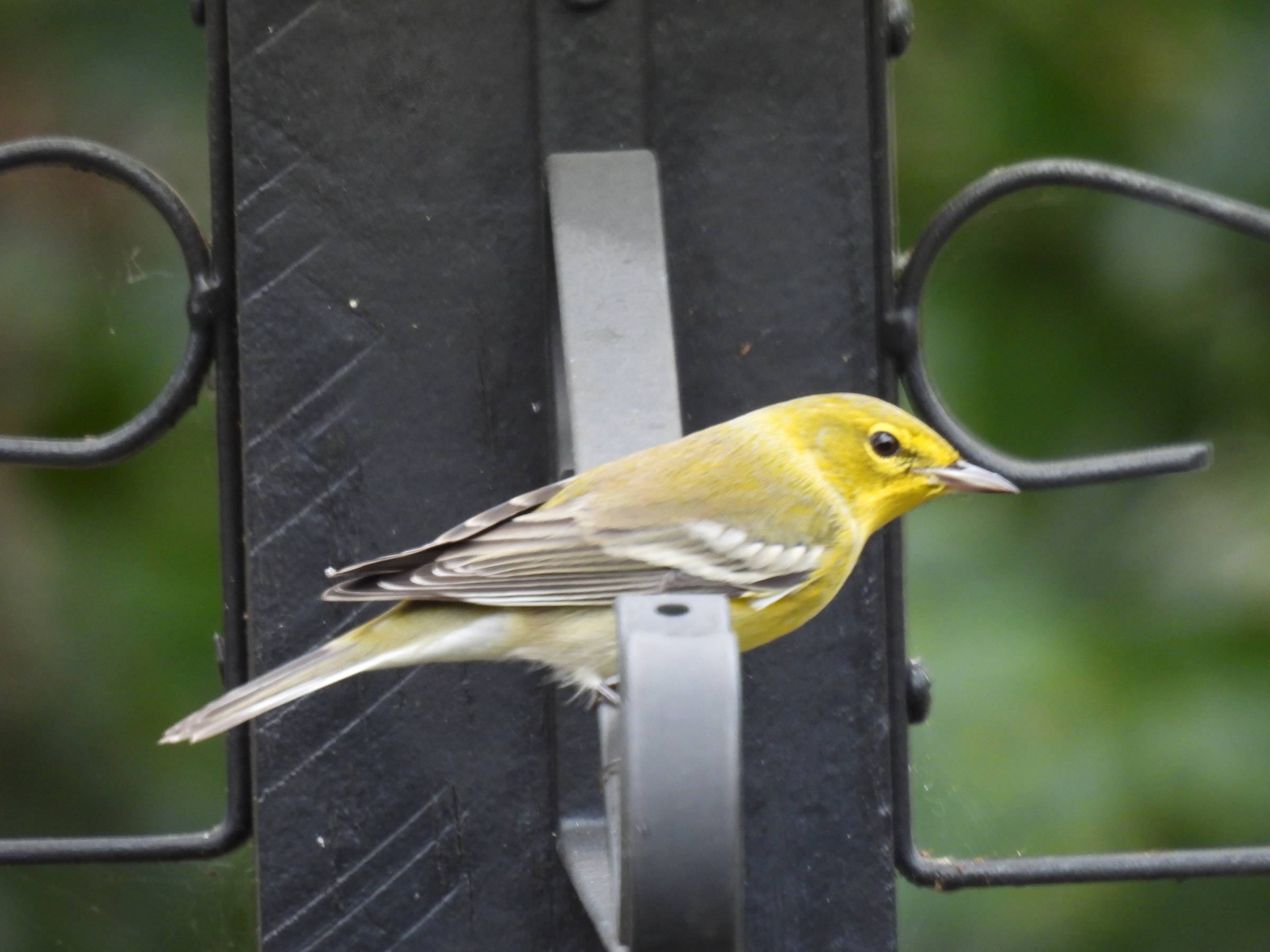 A pine warbler perched on a backyard bird feeder in the soft Florida morning light.