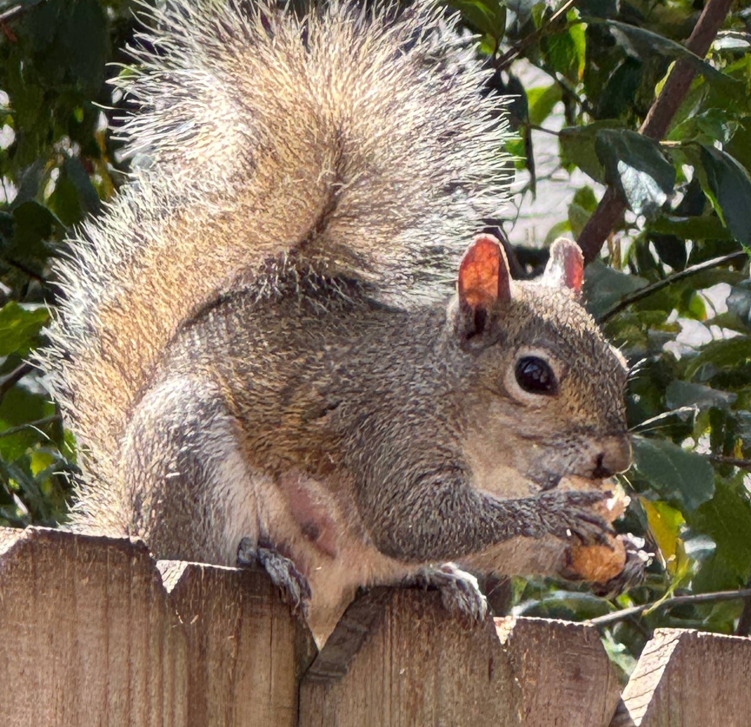 Gray squirrel sitting on a wooden fence eating a peanut in a backyard.