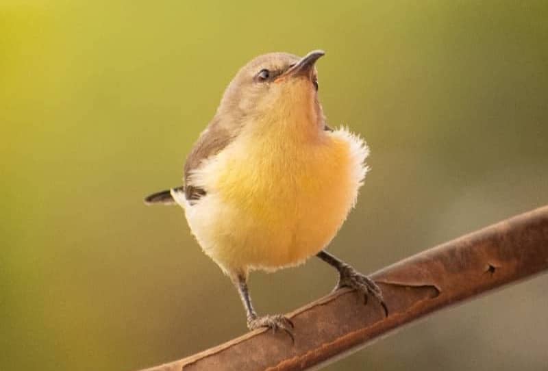 A small bird perches on a branch.