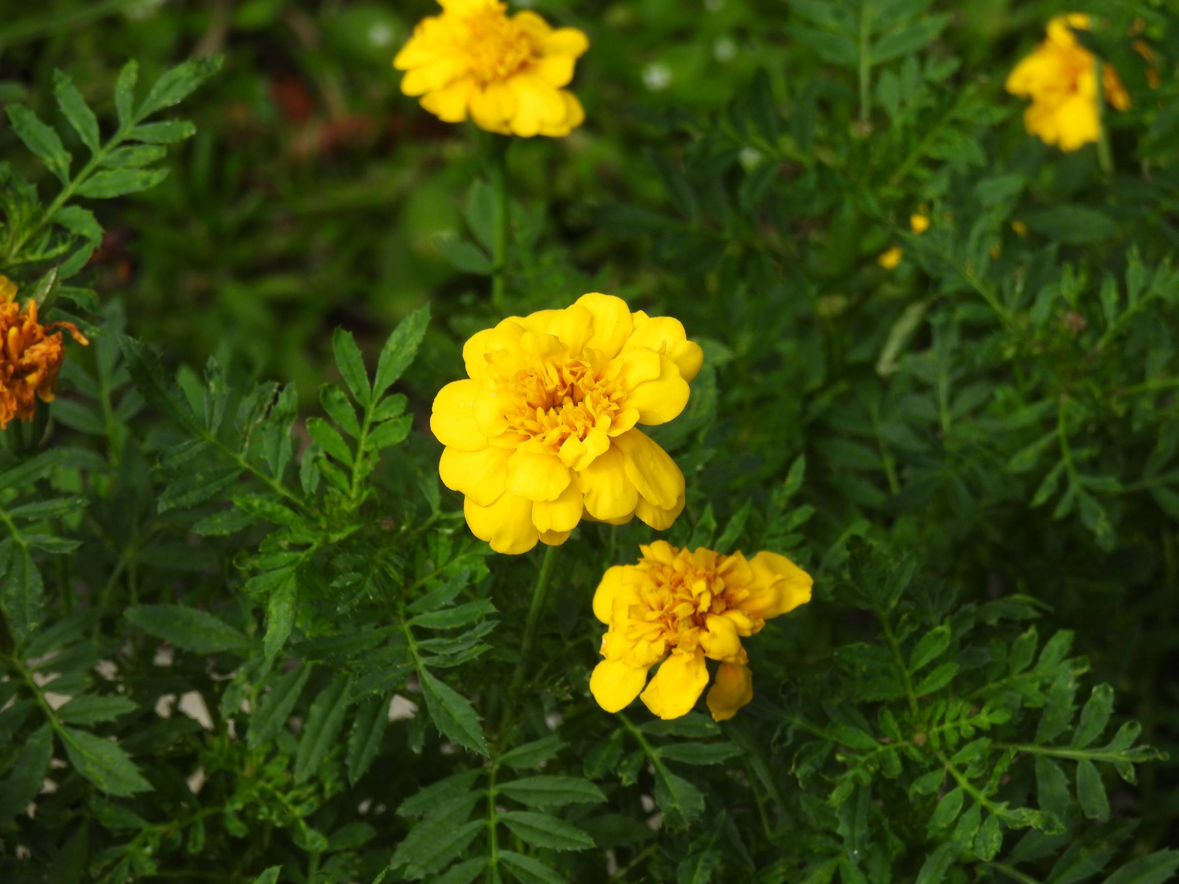 Bright yellow marigolds blooming in a Florida garden, signaling the gentle shift of fall.