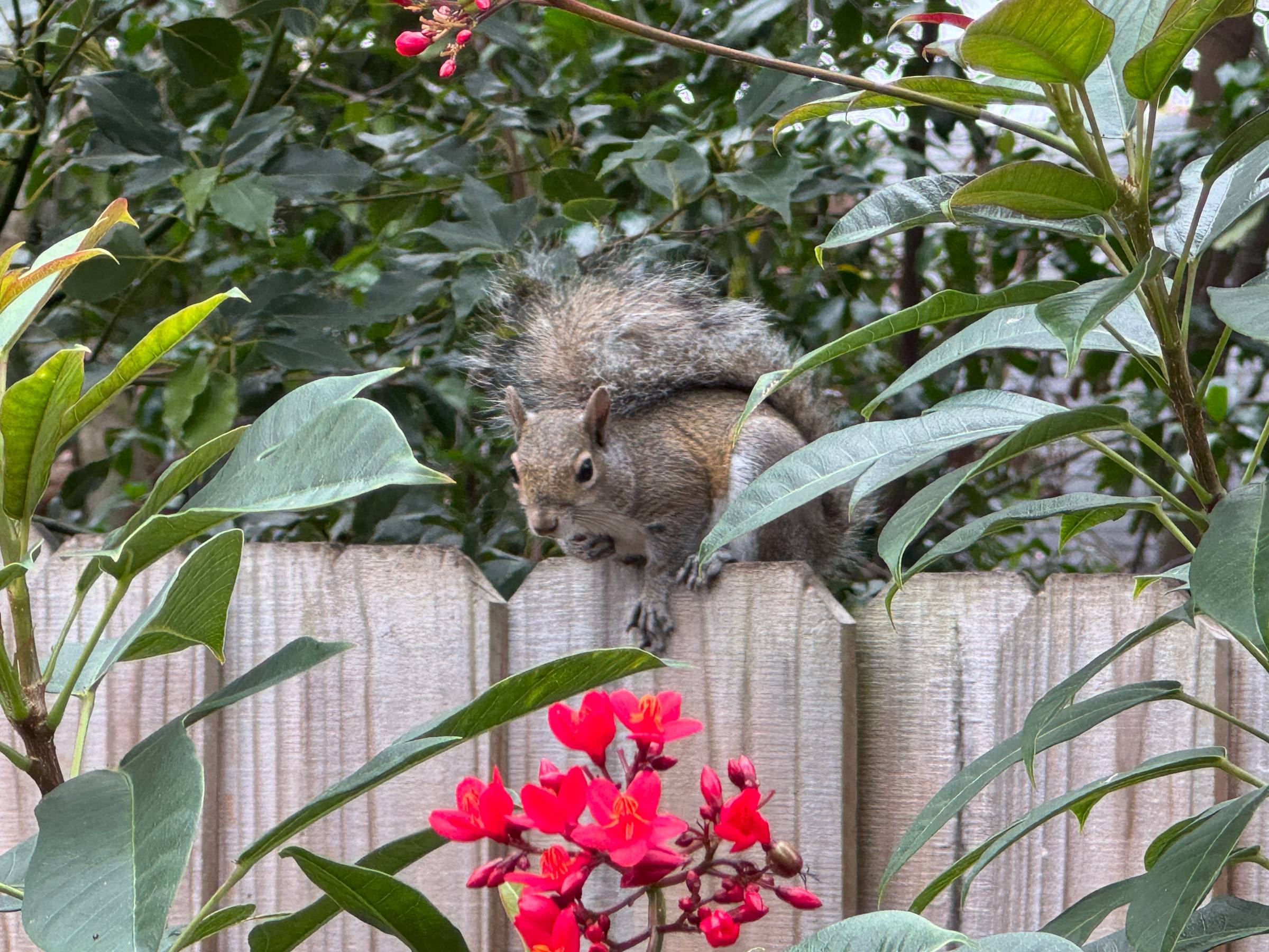 A squirrel standing on a fence near a backyard bird feeder, looking alert.