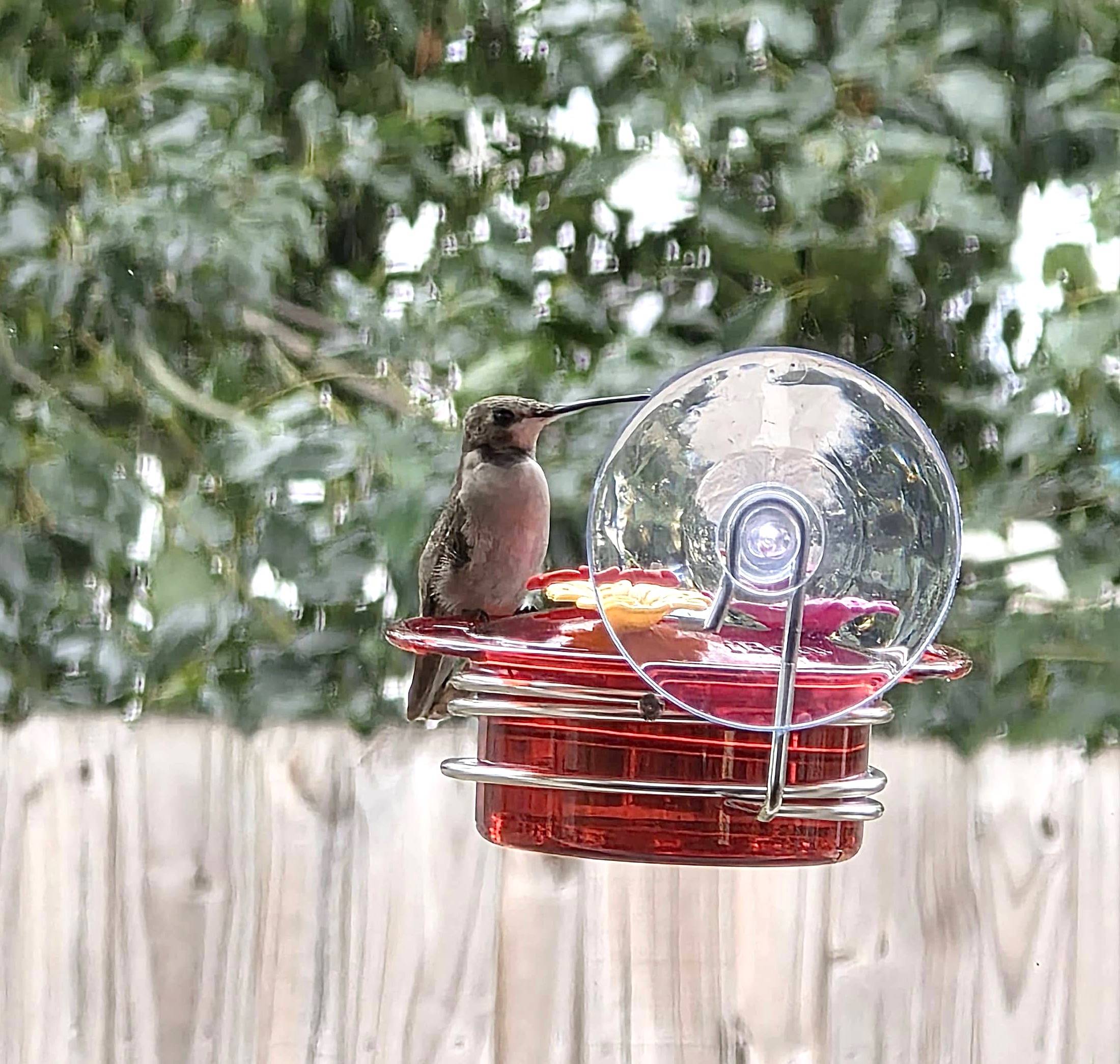 Ruby-throated Hummingbird perched at a window feeder in my Florida backyard