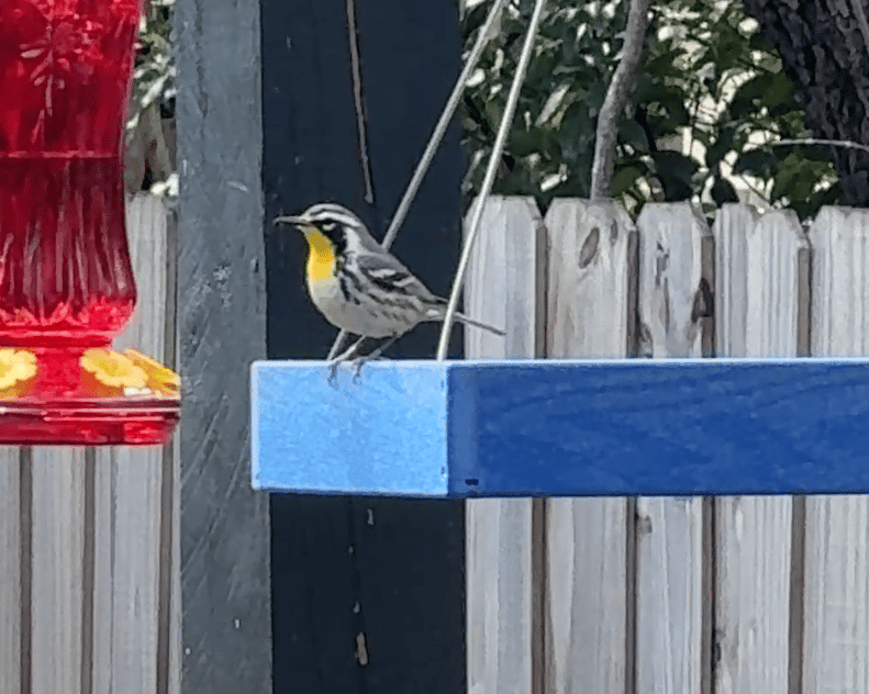 Yellow-throated warbler perched on a blue feeder tray near a red hummingbird feeder, with a wooden fence in the background.