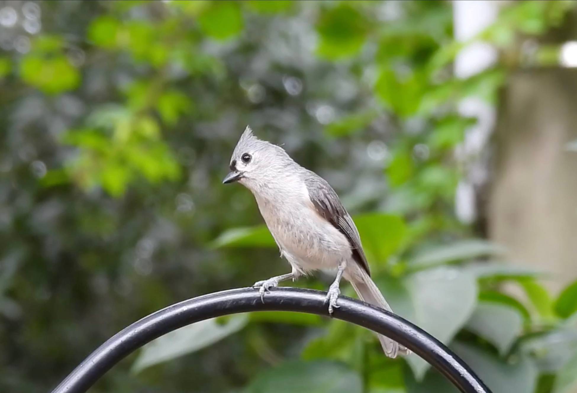 Backyard tufted titmouse perched on a bird feeder pole, scanning the area.