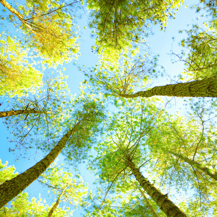 looking up at the trees