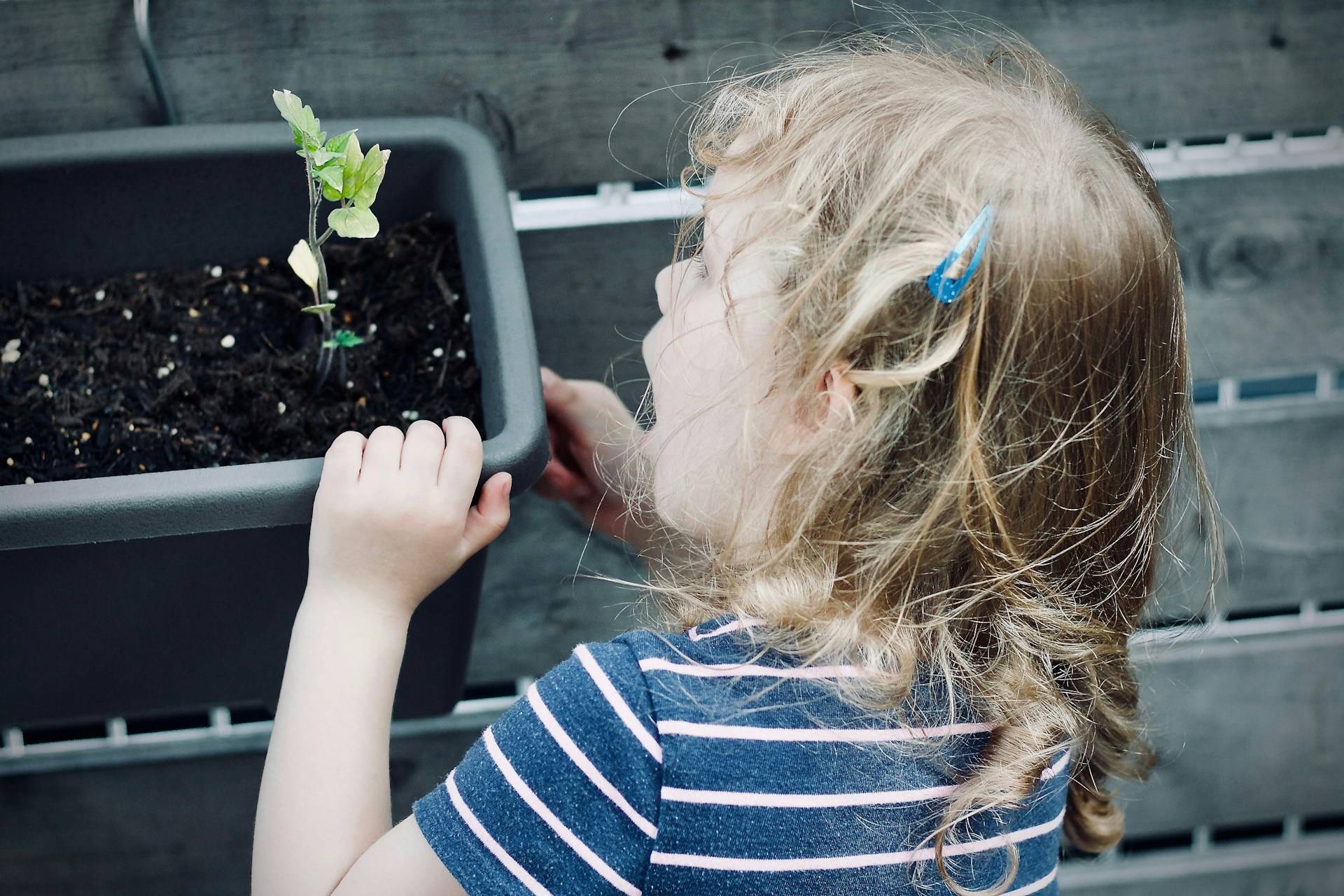 A toddler wearing a striped shirt and a barette in her fair hair has her back to the camera. Her face is turned just enough that we can see her excitement about a new green sprout emerging in a planter box. 
