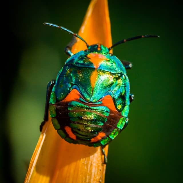 Close up nature photo of a shiny green beetle on an orange flower petal. The beetle is a fat, oval shame and appears to shimmer with a metalic gold sheen. 