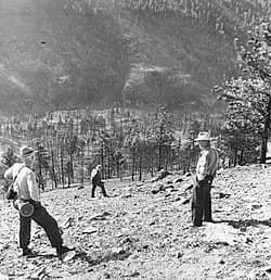 Historical photo from the Mann Gulch forest fire in 1949. Men stand on a burned hillside and view the charred remains of stumps. They are wearing forest ranger hats and carrying canteens. 