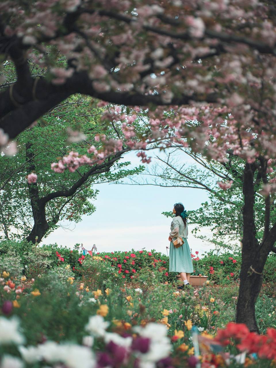 A women with long dark hair tied-back in a bow carries a small basket and wears a cardigan. She appears enchanted by the forest around her, particularly the cherry blossoms.  The photograph evokes a classic fairy tale image. 