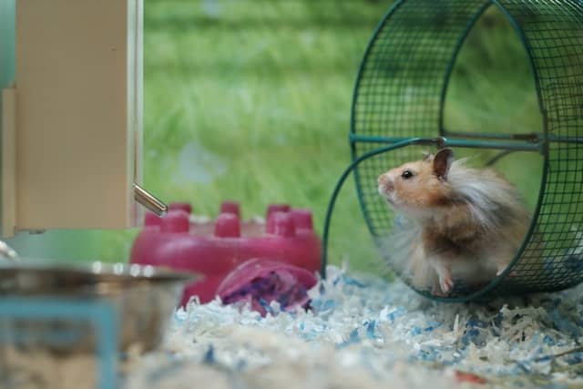 A curious little hamster with cream and golden fur peers out from its green wire exercise wheel, pausing at the threshold between rest and adventure. The  hamster wheel is suspended over a bed of pale blue shredded bedding inside its glass habitat, while a pink plastic platform sits nearby. Lush greenery outside a window creates a blurred emerald backdrop, bathing the scene in natural light. Photo credit: Matt Bero/Unsplash.