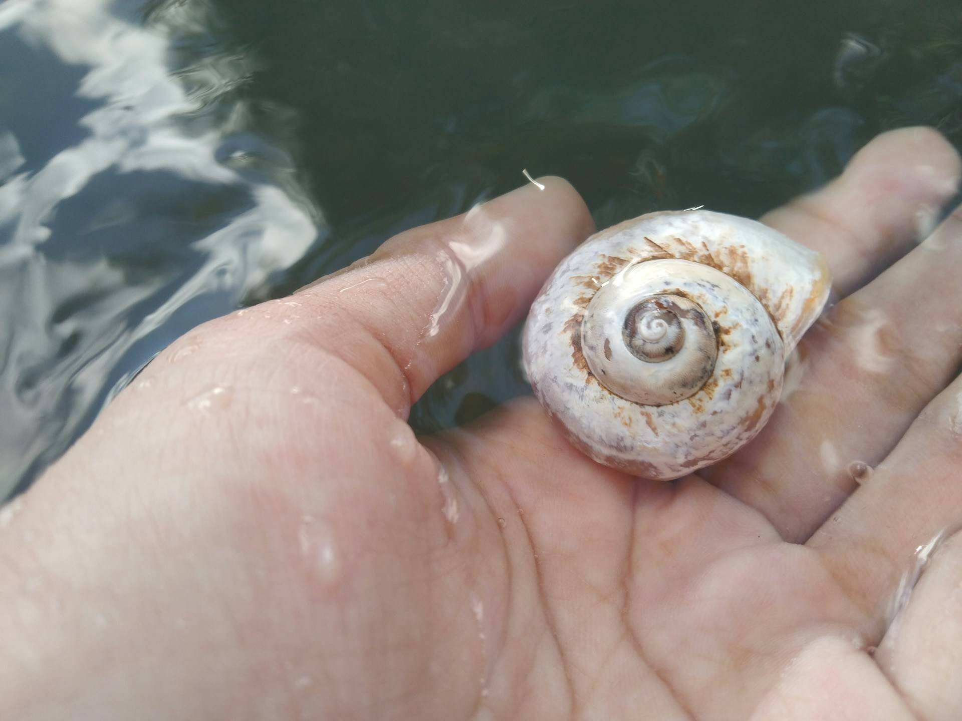 Close up of an adult-sized hand partially submerged in clean, natural water. The hand is holding a small, but perfectly intact seashell with a spiral coil. 