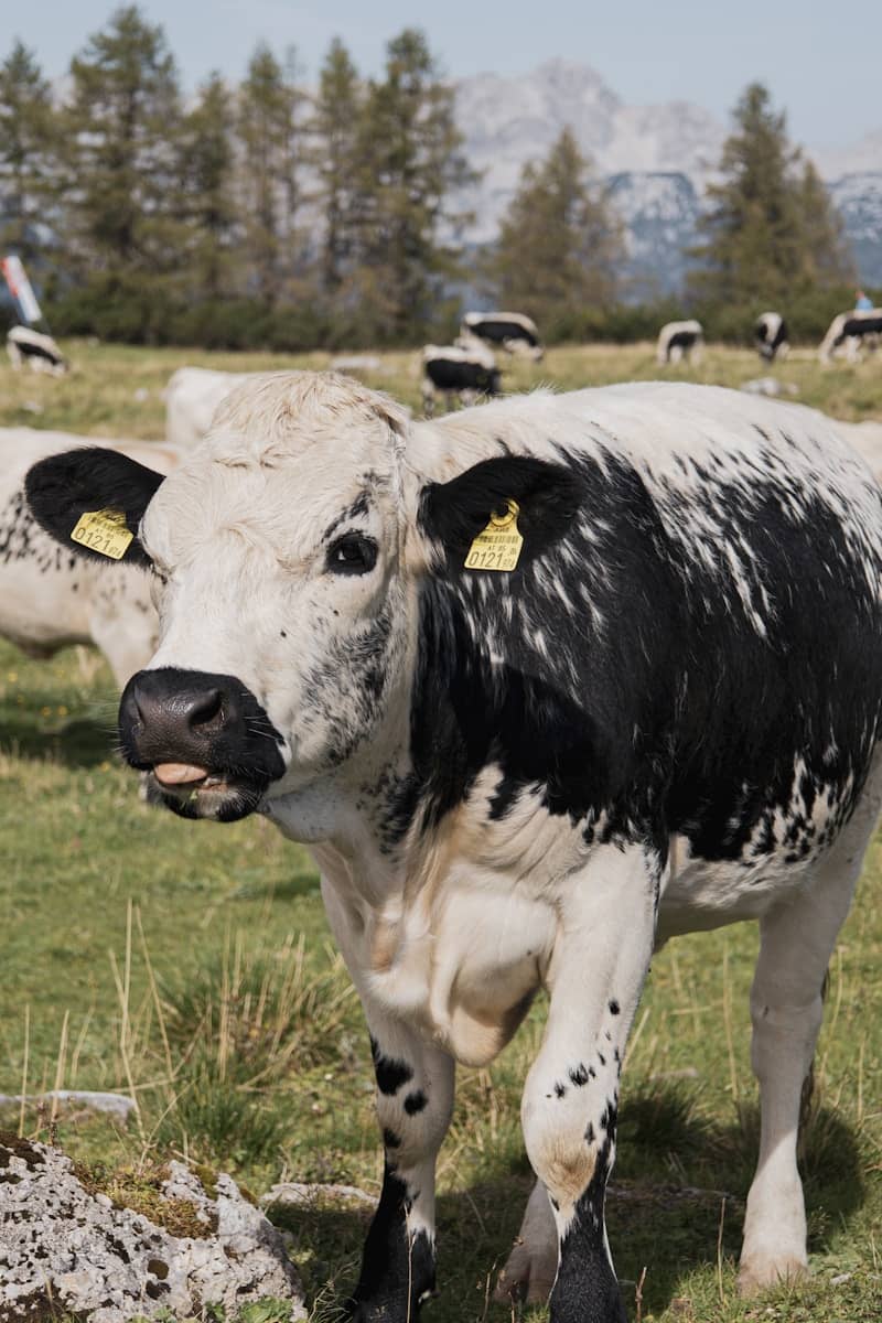 A herd of cows standing on top of a grass covered field