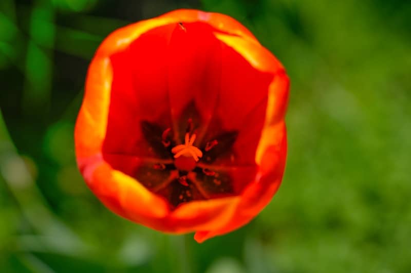 A close up of a red flower in a field