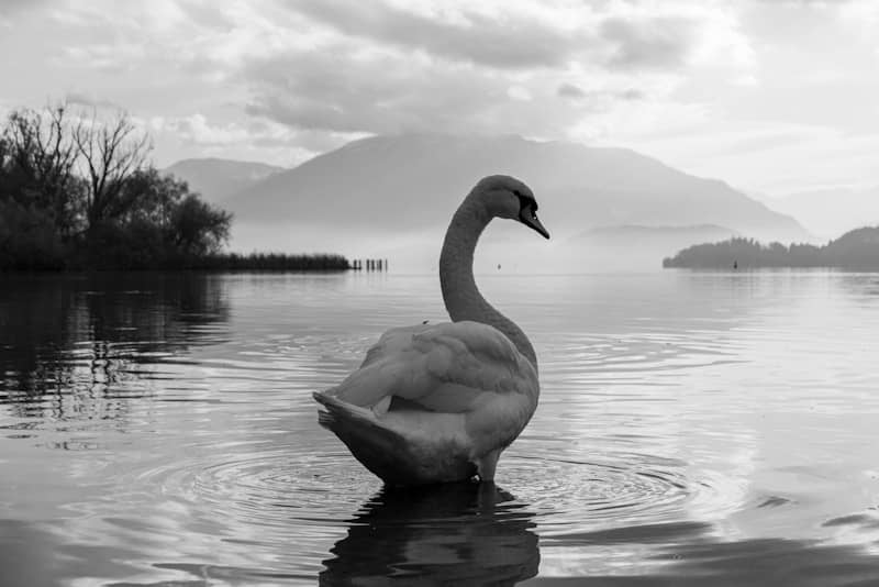 A black and white photo of a swan in the water