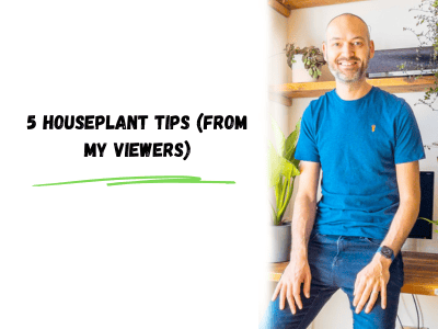 5 houseplant tips from my viewers