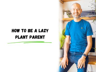 how to be a lazy plant parent