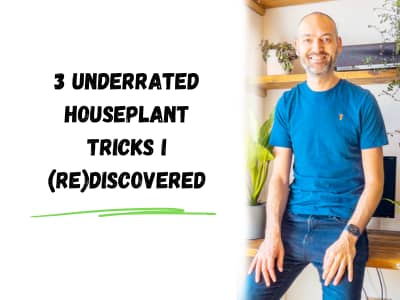 3 underrated houseplant tricks I (re)discovered