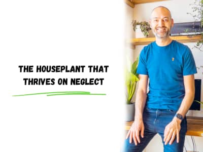 the houseplant that thrives on neglect