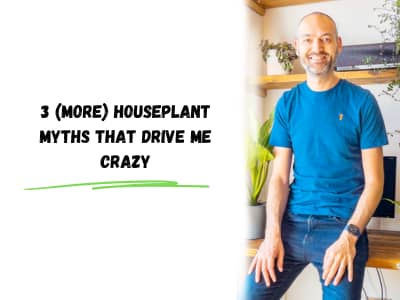 3 (more) houseplant myths that drive me crazy