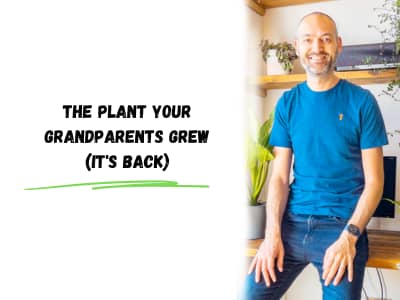the plant your grandparents grew (it's back)