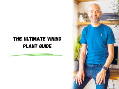 the ultimate vining plant guide