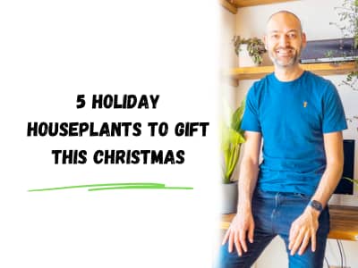 5 holiday houseplants to gift this Christmas