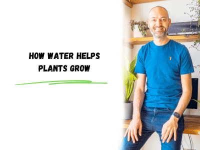 how water helps plants grow