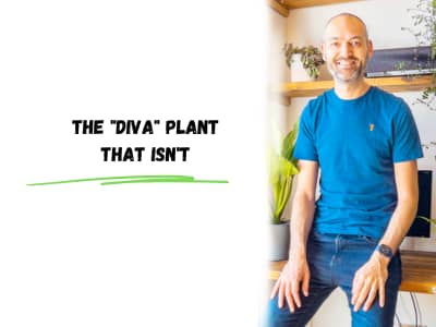 the diva plant that isn't