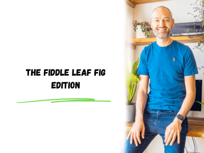 the fiddle leaf fig edition