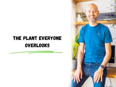 the plant everyone overlooks