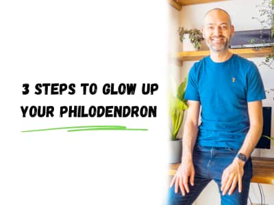 3 steps to glow up your philodendron