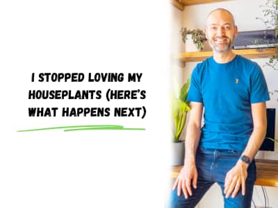 I stopped loving my houseplants (here's what happens next)