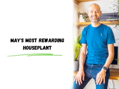 may's most rewarding houseplant